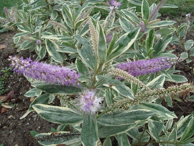 Veronica andersonii 'Variegata'